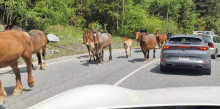 Un desplaçament de cavalls provoca retencions a la Massana