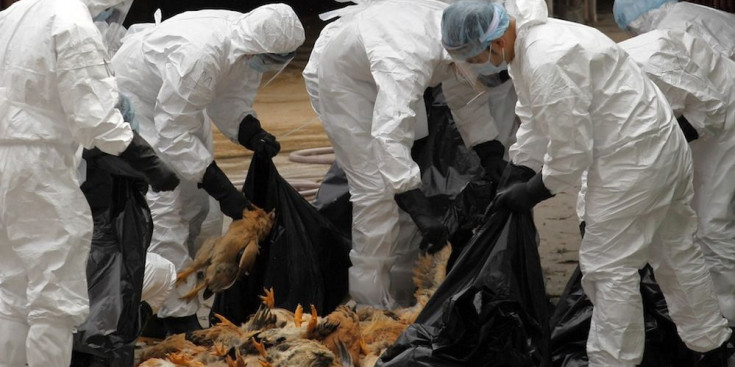 Uns operaris recullen pollastres morts per la grip aviària.