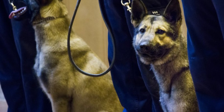 Un gos de la policia durant un acte oficial.