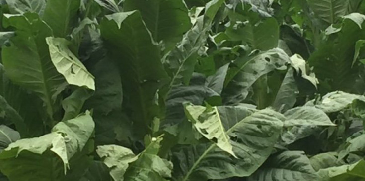Plantes de tabac d’un camp d’Ansalonga (Ordino) malmeses per la darrera tempesta.
