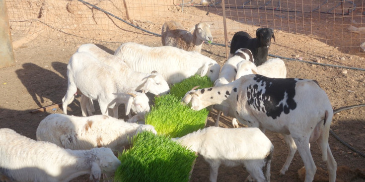Unes cabres s’alimenten gràcies a un dels ‘kits’ de la iniciativa..
