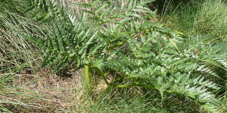 La coscoll és una planta comestible local dels Pirineus Orientals