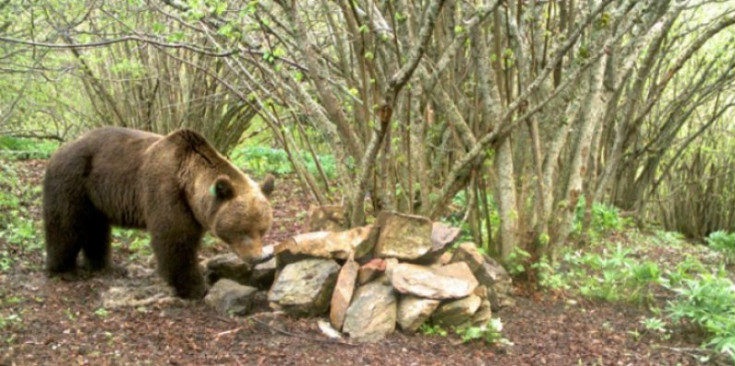L’alliberament de l’ós quan va ser portat d’Eslovènia.