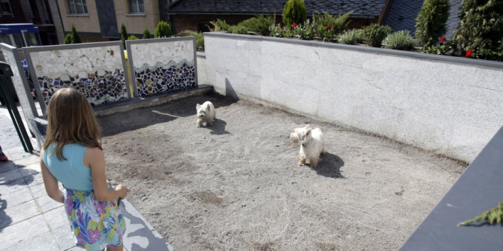 Un parell de gossos s’entretenen en un pipicà, a Escaldes-Engordany.