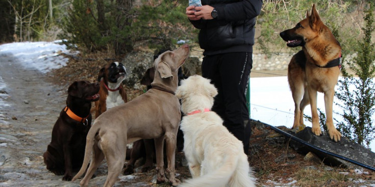 Un cuidador s’ocupa de diversos gossos.