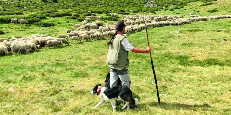 El jove pastor, Ruben Extremera, controla el seu ramat de 700 ovelles.