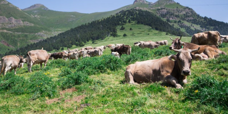 Un ramat de vaques a la vall de Setúria.