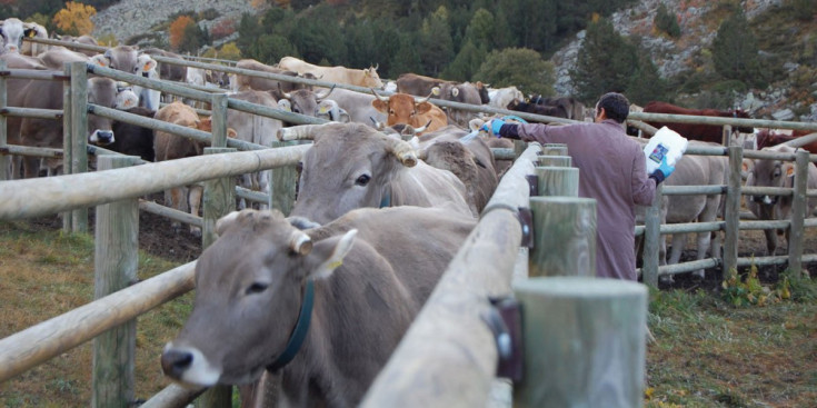 La ramaderia registra el descens més marcat a la xifra d’assalariats.