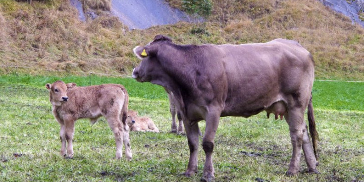 Una vaca pasturant al camp amb el seu vedell al costat.