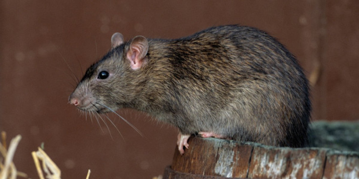 Una rata de claveguera, coneguda també com rata noruega.
