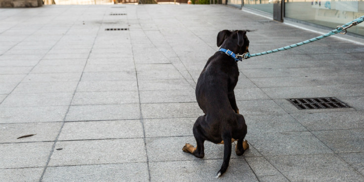 Un gos en un carrer, passejat pel seu propietari, ahir.