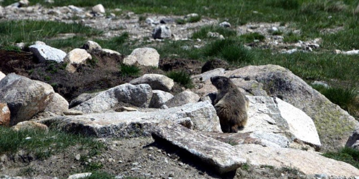 Una marmota a Grau Roig.