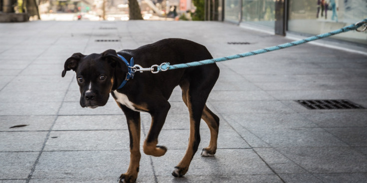 Un gos passeja lligat a un carrer d'Escaldes-Engordany.