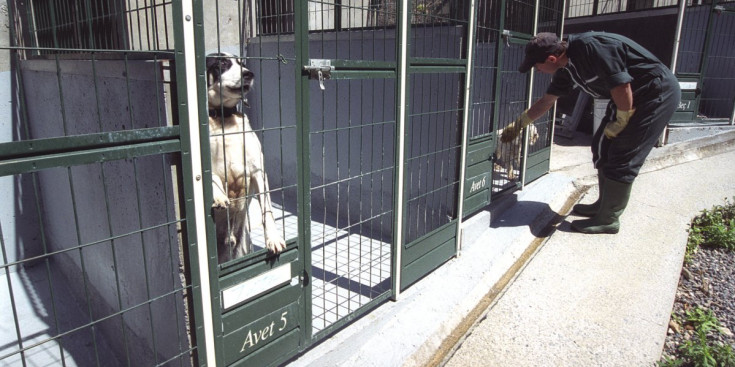 Un membre de la gossera supervisa els animals que es troben en les instal·lacions.