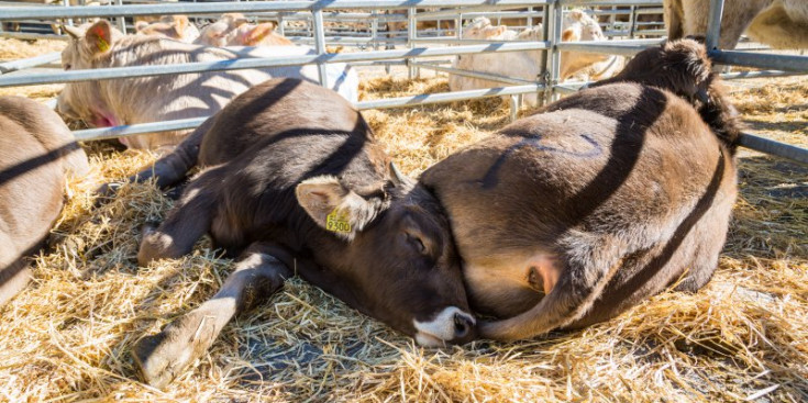 Dues de les vaques que ahir van participar de la 38a Fira Concurs d’Andorra celebrada a la capital.